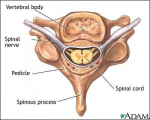 says 160 - spinal cord